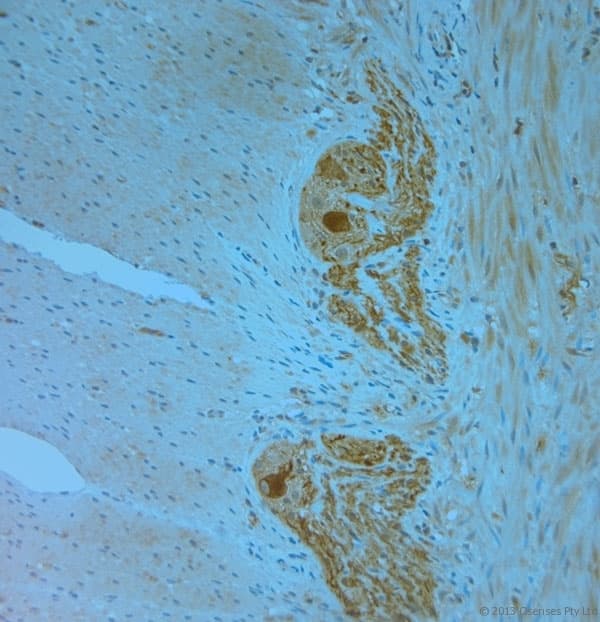 Polyclonal Rabbit anti-Human MPP1 Antibody (aa410-460, IHC)