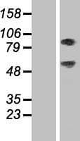 SEC14L1 Protein (Over-Expression Lysate Myc-DDK (Flag))