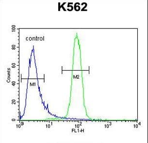 KBTBD5 Antibody (aa349-377)