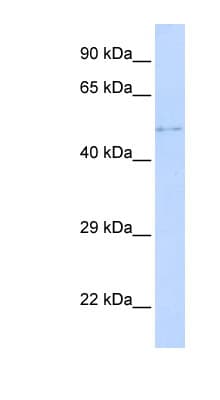 TPRX1 Antibody (C-Terminus)