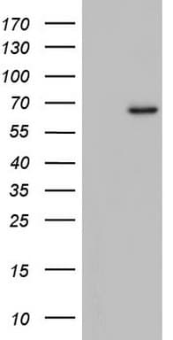 ZNF286A Antibody (aa1-252, clone OTI2D1)