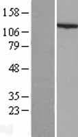 NALP3 / NLRP3 Protein (Over-Expression Lysate Myc-DDK (Flag))