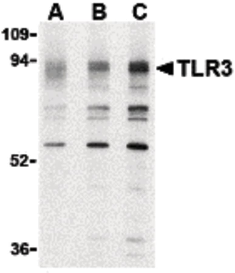 IHC-plus™ TLR3 Antibody