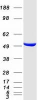 Human GDI2 Protein (Recombinant Myc-DDK (Flag))