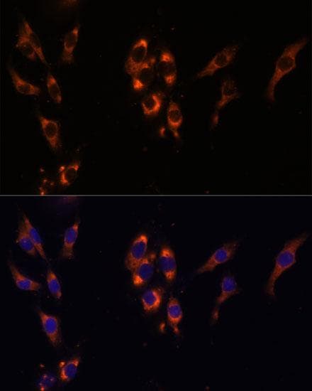 PDE3A Antibody