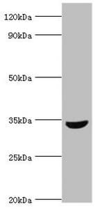 Polyclonal Rabbit anti-Human MSI2 Antibody (aa1-80, WB)