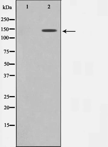 Polyclonal Rabbit anti-Human MAST3 Antibody (IF, WB)