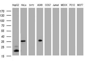 JUN / c-Jun Antibody (clone OTI2B2)
