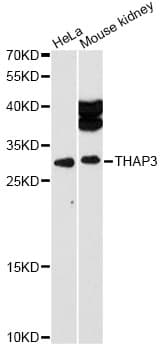 THAP3 Antibody