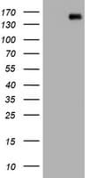 PCDH7 Antibody (clone OTI1G8)