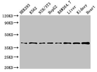 Polyclonal Rabbit anti-Human POLR1C / RPA39 Antibody (WB)