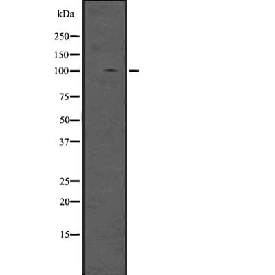 DGCR8 Antibody