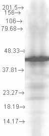 HSP40 co-chaperone YDJ1 Antibody (clone 2A7.H6)