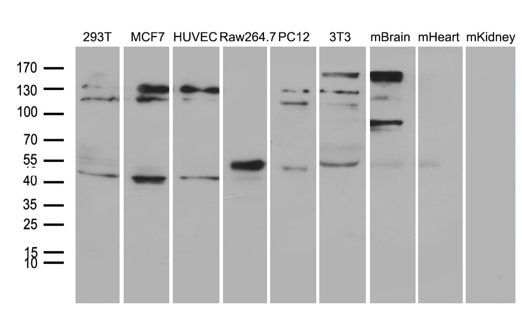 TINF2 Antibody (aa266-347, clone OTI2C12)