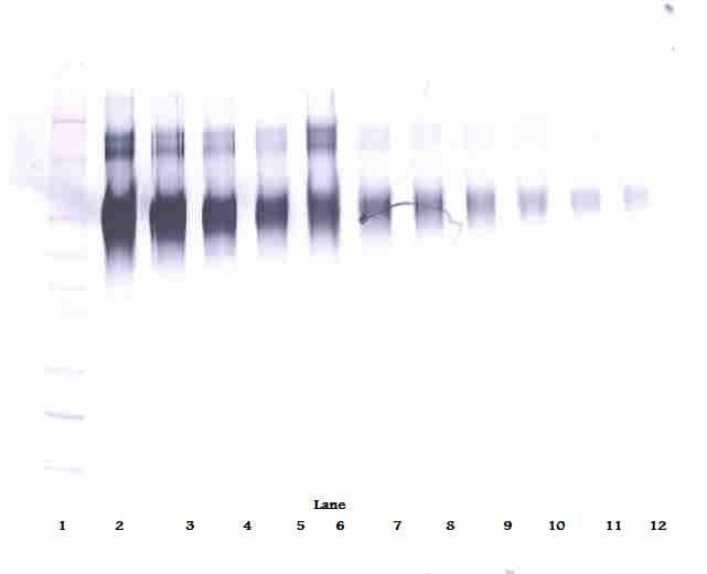 ICAM-1 / CD54 Antibody