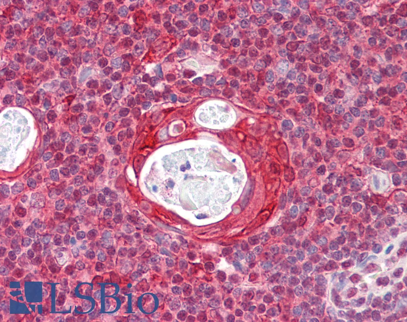 IHC-plus™ Polyclonal Rabbit anti-Human RGS1 Antibody (aa118-167, IHC, WB)