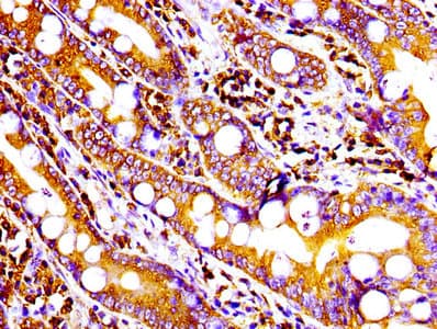 CD9 Antibody