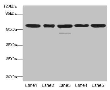 RBBP4 / RBAP48 Antibody