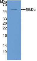 IFNA / Interferon Alpha Antibody (aa24-189, Cy3)