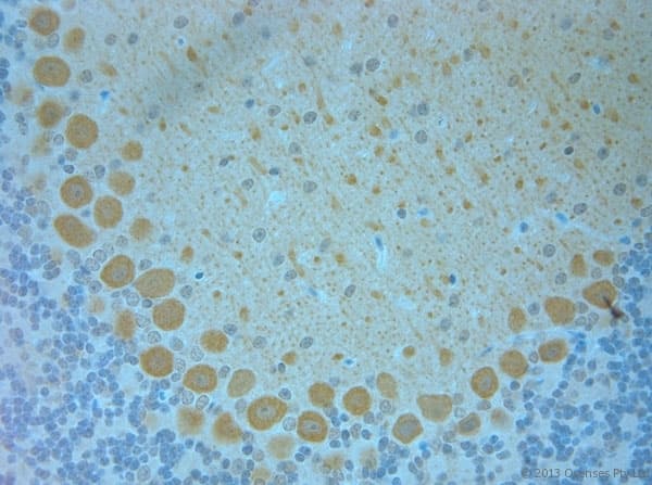 Polyclonal Rabbit anti-Mouse TMEM37 Antibody (aa160-211, IHC)