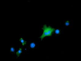 ALDH1L1 Antibody (clone 1H6, Carrier-free)