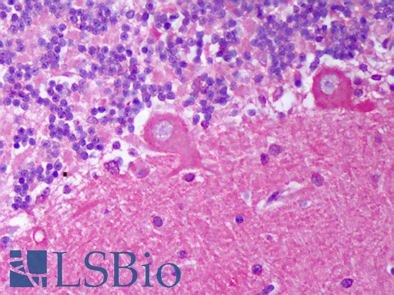 IHC-plus™ TNFSF9 / CD137L Antibody