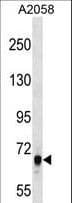 ARHGEF5 Antibody (aa1503-1530)
