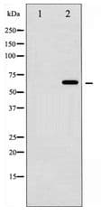 SMAD2+3 Antibody