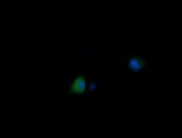 MDM4 / MDMX Antibody (clone OTI2E11, Carrier-free)