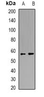 QIP1 / KPNA4 Antibody