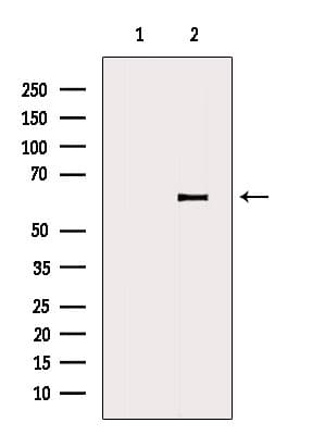 DPYSL3 / CRMP4 Antibody