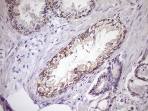 SIRPA / CD172a Antibody (clone OTI7B3)