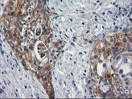 PON1 / ESA Antibody (clone OTI1F7)