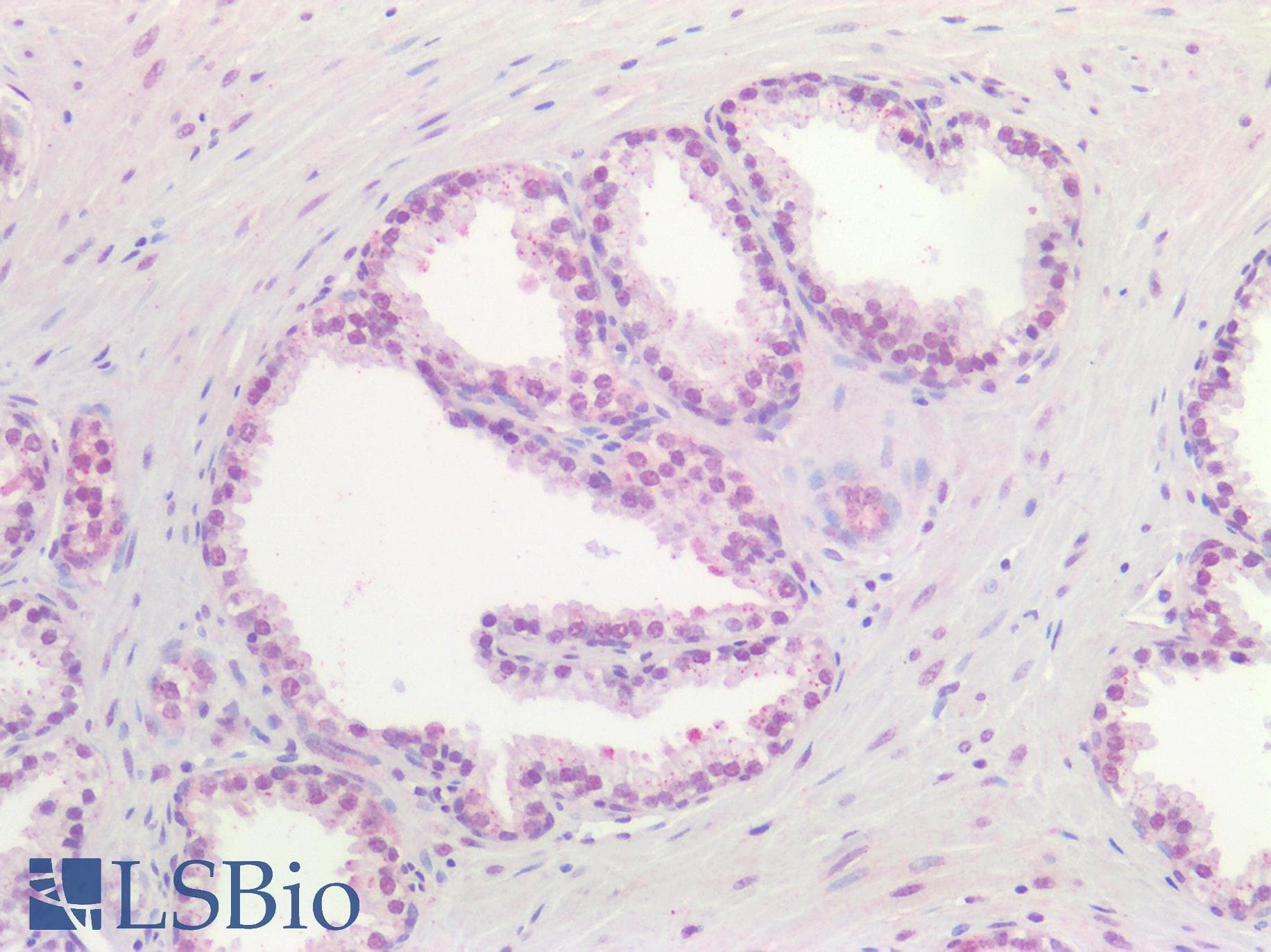 PathPlus™ DNMT / DNMT1 Antibody (aa891-904)