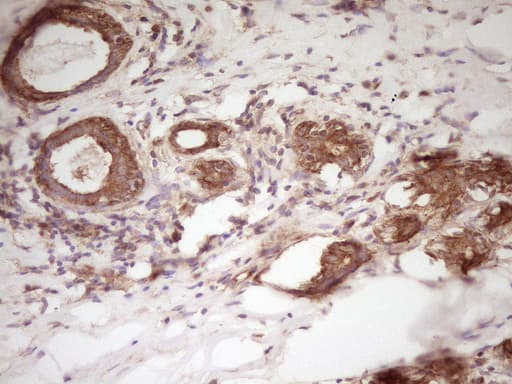 WDR61 Antibody (aa92-305, clone OTI4C4, Carrier-free)