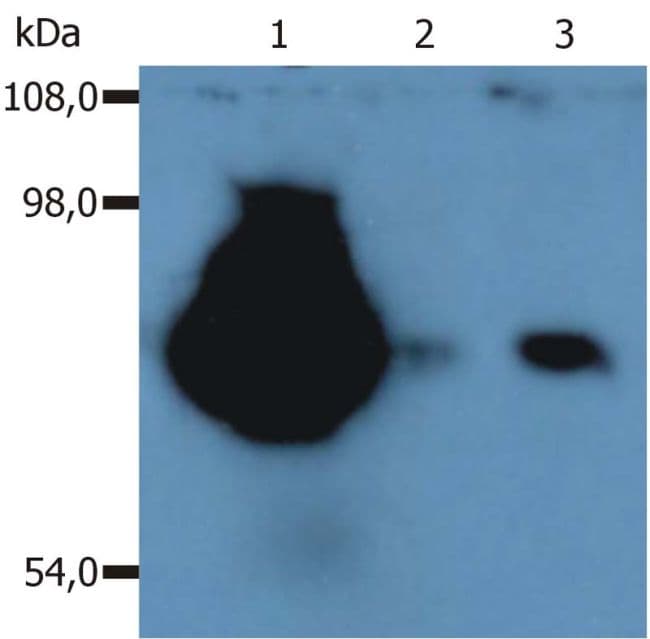 CD44 Antibody (clone MEM-263)