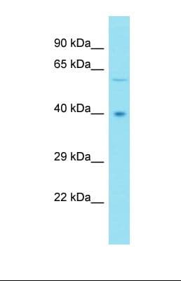 MOCS1 Antibody (aa251-300)