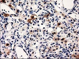 PRPSAP2 Antibody (clone OTI1E3, Carrier-free)