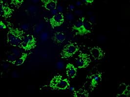 HMRF1L / MTRF1L Antibody (clone OTI2B5)