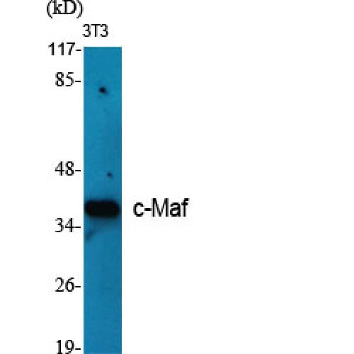 Polyclonal Rabbit anti-Human c-Maf Antibody (270-350 aa, C-terminal, WB)
