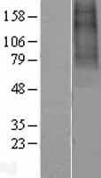 CHRNA9 Protein (Over-Expression Lysate Myc-DDK (Flag))