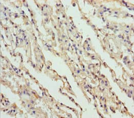 Polyclonal Rabbit anti-Human FMO5 Antibody (IHC)