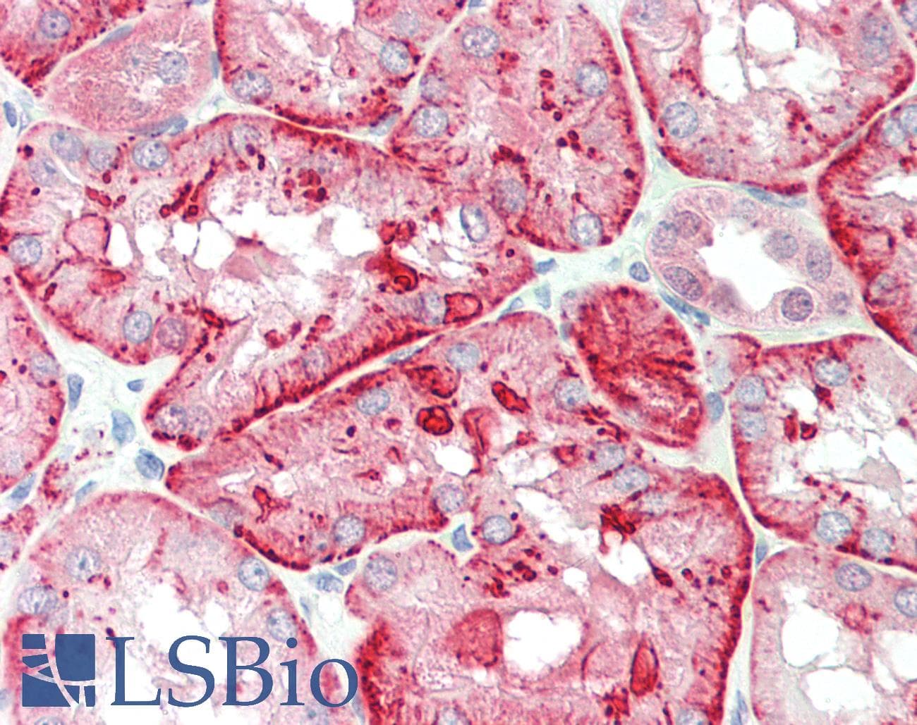 SLC7A8 / LAT2 Antibody (clone 4A6, Carrier-free)