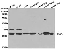 CLDN7 / Claudin 7 Antibody