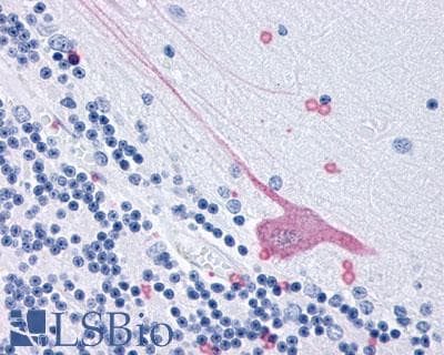 IHC-plus™ GPR3 Antibody (Extracellular Domain)