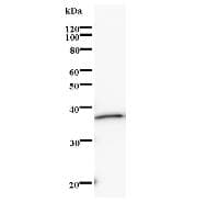 Monoclonal Mouse anti-Human KIF22 / OBP Antibody (clone 2486C3a, IF, WB)