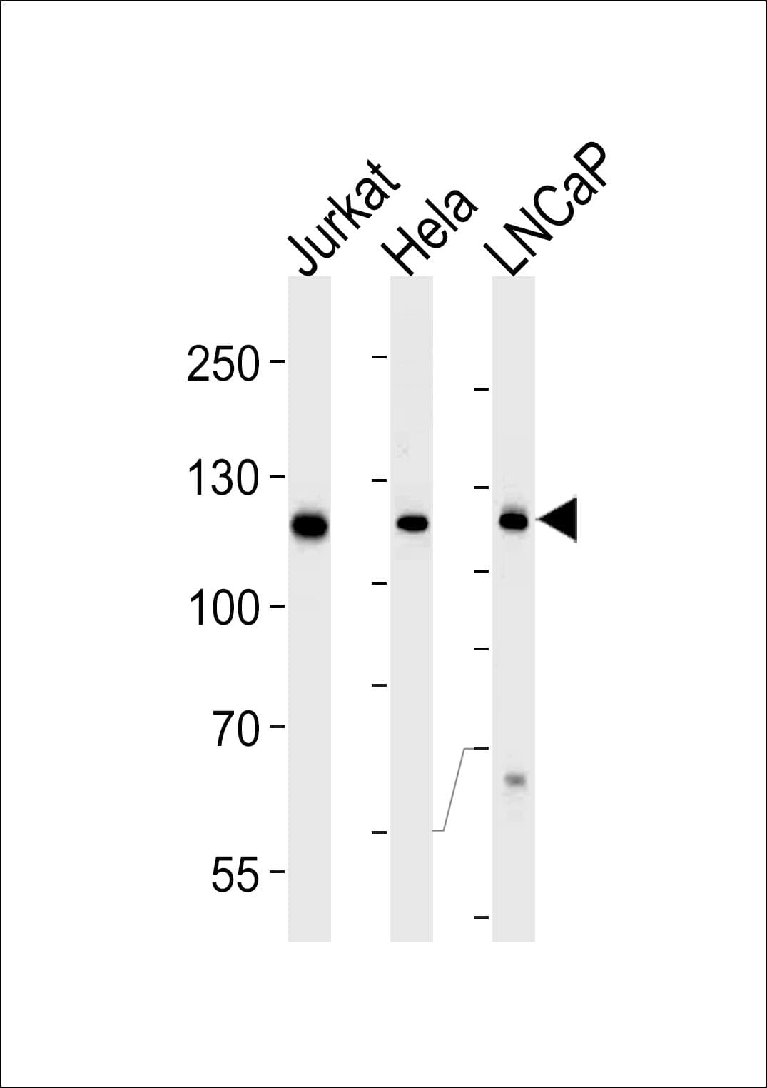USP11 Antibody (aa32-300, clone 1220CT620.193.189)