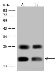 CLDN1 / Claudin 1 Antibody