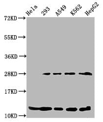 HIST1H4I Antibody