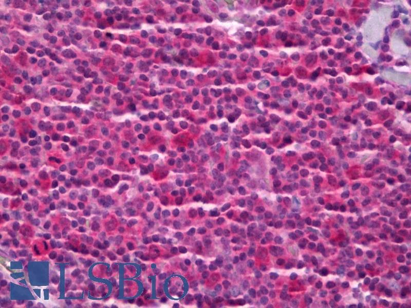 IHC-plus™ PTGES3 / p23 Antibody